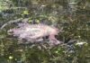 Dead animals found in canal where children row