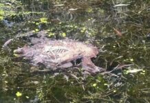 Dead animals found in canal where children row
