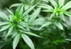Over 7,000 Cannabis Plants Destroyed in Keralam’s Palakkad Forest