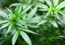 Over 7,000 Cannabis Plants Destroyed in Keralam’s Palakkad Forest