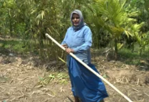 The Stamp That Changed Everything: How Forest Certification Is Transforming Smallholder Livelihoods in India