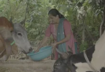 From Crop Pests to Sick Cattle: These Farmers Are Using AI To Get Answers In Their Language