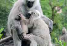 Meet India’s Himalayan Grey Langur: The Leaf-Eating Primate of the Mountains