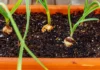 Turn Kitchen Garlic Into Full Bulbs: Pune Gardener Shares His Simple 9-Step Method