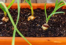 Turn Kitchen Garlic Into Full Bulbs: Pune Gardener Shares His Simple 9-Step Method
