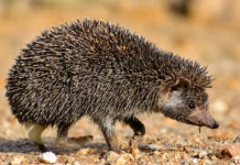 Most People Haven’t Heard of This Hedgehog. How a Tamil Comic Is Changing That