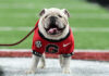 Tuesday ‘Dawg Bites Won’t Fumble In The Endzone