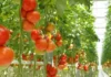 Can You Grow Vegetables Without Soil? Here’s the Simple Science Behind Hydroponics Farming