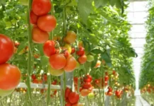 Can You Grow Vegetables Without Soil? Here’s the Simple Science Behind Hydroponics Farming
