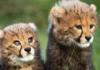India’s Cheetah Count Reaches 56 as KGP12 Gives Birth to 4 Cubs at Kuno