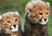 India’s Cheetah Count Reaches 56 as KGP12 Gives Birth to 4 Cubs at Kuno