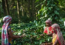 This Coffee Grows Under Forest Canopies in Odisha. Here’s How Koraput Built Its Own Brand