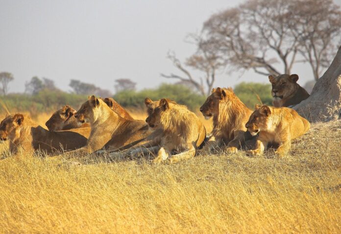 lions-tanzania.jpg