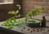 A Twig Becomes a Toothbrush, Seeds Become Oil: The Many Uses of Neem