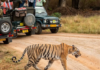 What the Tiger Would Ask of You, If It Could — A Guide for Winter Safaris