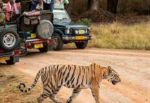 What the Tiger Would Ask of You, If It Could — A Guide for Winter Safaris