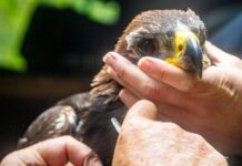 What makes this golden eagle chick so important?