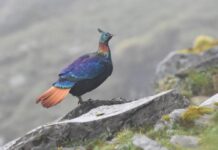 A beautiful Himalayan bird is changing its voice due to human activity, research shows