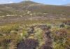 Rewilding project aims to restore peatland