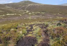 Rewilding project aims to restore peatland