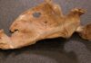 Was Neanderthal life violent? This wound suggests lethal fighting was more common