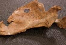 Was Neanderthal life violent? This wound suggests lethal fighting was more common