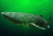 Greenland fishermen want to cull 1,000 sharks that can live over 400 years with $45 per heart bounty