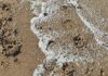 Tests carried out on seabirds after nurdle spill