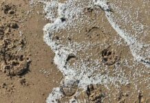 Tests carried out on seabirds after nurdle spill