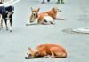 Stray Dogs Kill 23 Sheep in Chevella