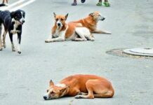 Stray Dogs Kill 23 Sheep in Chevella