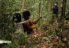 Watch: Endangered orangutans released back into the wild after after Borneo fires