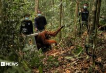 Watch: Endangered orangutans released back into the wild after after Borneo fires
