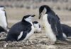 World’s largest penguin colony hit by ‘alarming’ decline in numbers