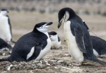 World’s largest penguin colony hit by ‘alarming’ decline in numbers