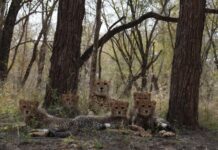 Kuno Cheetah Found Injured In Morena Forest, Rescued, Condition To Be Know After 48 Hours
