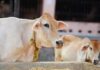TN Govt Sanctions Rs 57 Cr to Distribute Free Milch Cows to Rural Women