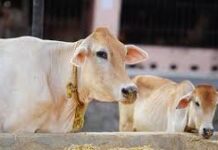 TN Govt Sanctions Rs 57 Cr to Distribute Free Milch Cows to Rural Women