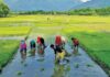 Plant Crops Only If Own Water Sources Exist, Officials Tell Farmers