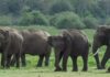 Animal Welfare Activists Seek Probe Into Transfer of Five Assam Elephants to TN