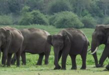 Animal Welfare Activists Seek Probe Into Transfer of Five Assam Elephants to TN