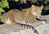 Leopard Sighting Puts Mopal Villages on Alert