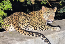 Leopard Sighting Puts Mopal Villages on Alert