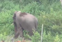 Nilgiris Villagers Complain of Crop-Raiding Wild Jumbos