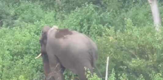 Nilgiris Villagers Complain of Crop-Raiding Wild Jumbos