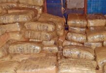 Delhi Customs Destroys 165 Kg Narcotics Worth Rs 515 Crore