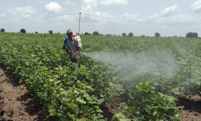 2097886-farmer-spraying-pesticides-to-his-cotton-filed-in-vedira-of-ramadugu-mandal-1.jpg