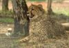 Kuno’s Experience Leads Cheetahs’ Foray Into Unknown Tiger Territory