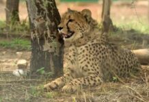 Kuno’s Experience Leads Cheetahs’ Foray Into Unknown Tiger Territory
