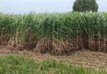 VB-G RAM G Offering Rayalaseema Dairy Farmers’ Wages To Grow Fodder